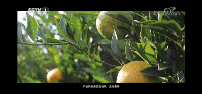 新会柑惊艳亮相CCTV-1。