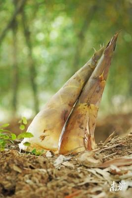 吊丝丹笋。戴嘉信摄