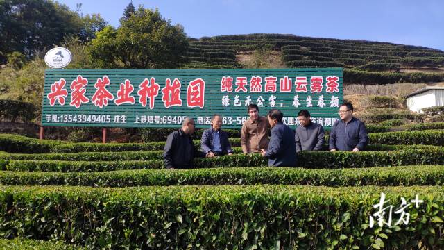 培训结束后，学员前往揭西县上砂镇的揭西县上山兴家种养专业合作社参观，苗爱清研究员讲解了适合当地的客家炒茶加工的技术要点。