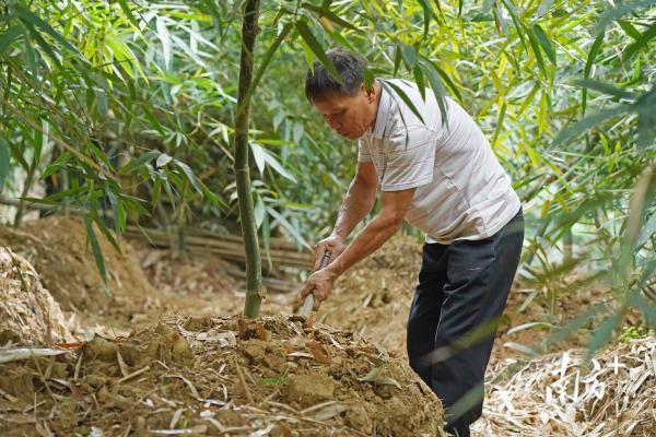 桂城林岳社区里，葱葱郁郁的竹林掩映着笋农忙碌的身影。戴嘉信摄