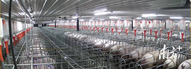 力智公司猪舍。