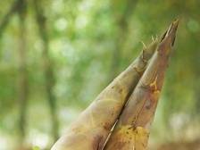 吊丝丹笋：神仙遗美味，一席廿一香｜佛味鲜生