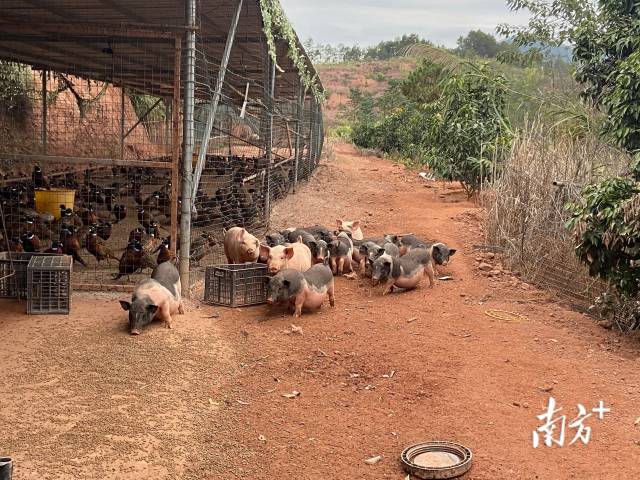 张柏铭饲养的香猪。  