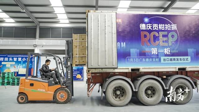 工人将德庆贡柑搬运至冷柜