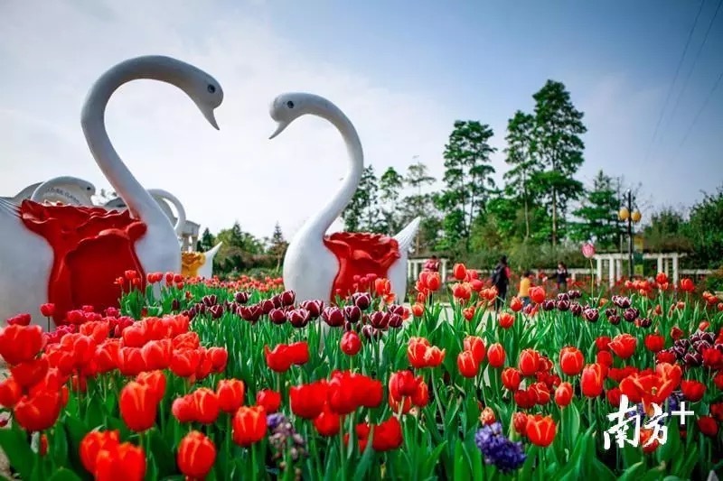 图 南方+ 朱伟良 拍摄