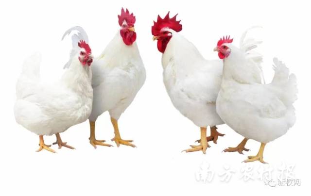 通讯员 南方农村报 供图