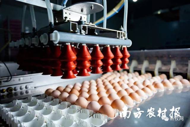 通讯员 南方农村报 供图