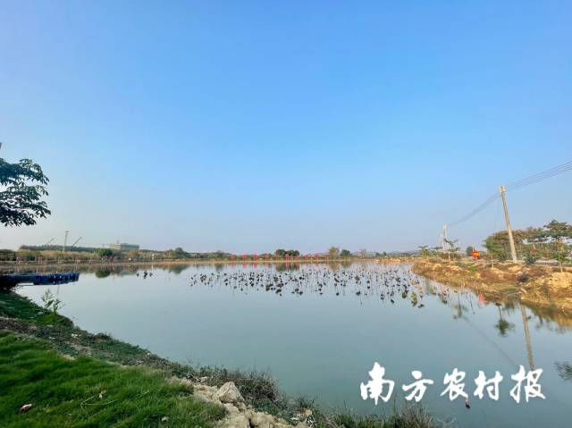 南方农村报 黄旭君 拍摄