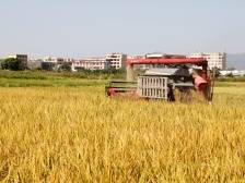 牢牢端稳“中国饭碗”，粮食消费大省有哪些招数？