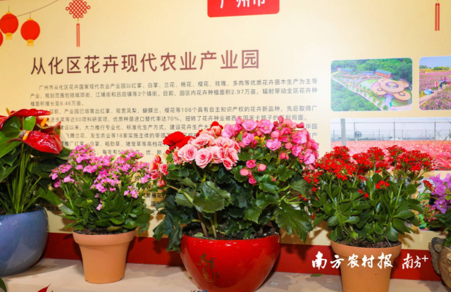 从化花卉国家级现代农业产业园特色花卉产品。