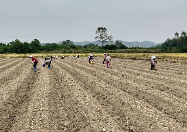 恩平市乌石合丰种植专业合作社的工人种植马铃薯