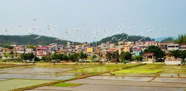 恩平市农业农村局供图