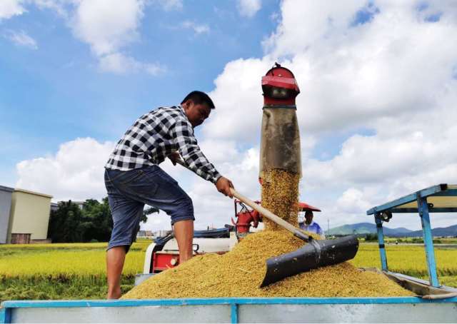 恩平市农业农村局供图