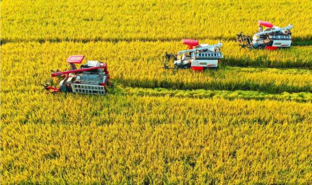 恩平市农业农村局供图