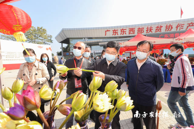 花香扑鼻的香水百合，是花展上绕不开的”当家花旦“，一支支清雅鹅黄引来无数人驻足流连