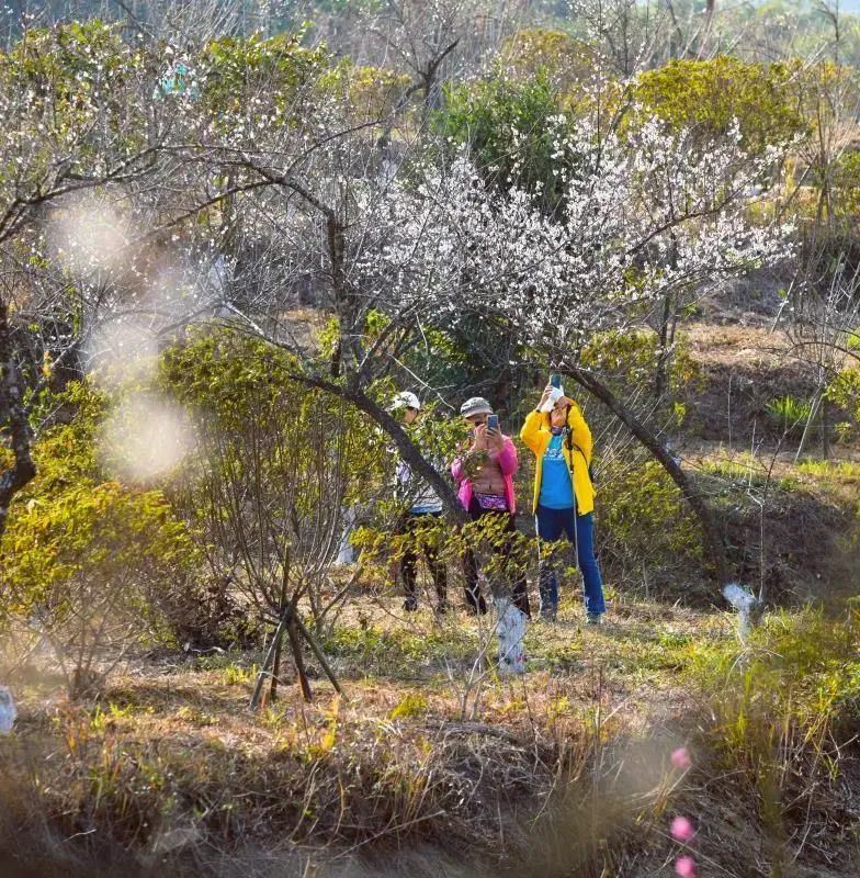 的梅园近期达到盛花期马峦山山顶梅园的梅花绽放三洲田森林公园内近期