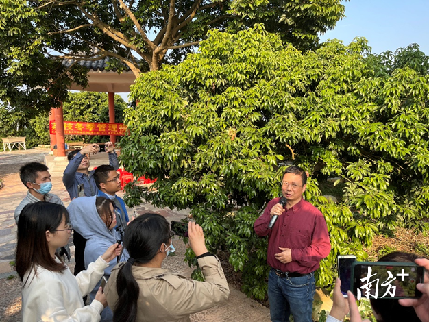 李建国以现场荔枝树为例子进行讲解