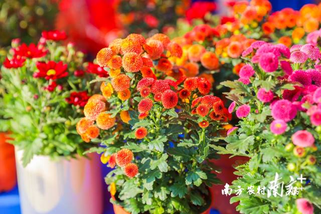 菊花也是吉祥富雅之花，与金桔一样，都是广州传统年花品种