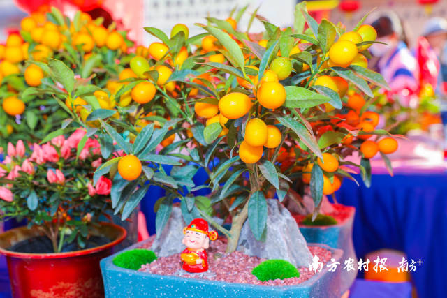 一年开头就图个心愿开花结果，行花街卖年花，怎么少得了金桔