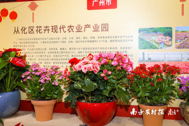  ”金花奖”得主“小娇红掌“领衔的省内各大花卉产业园当家花旦，千娇百媚，天香国色