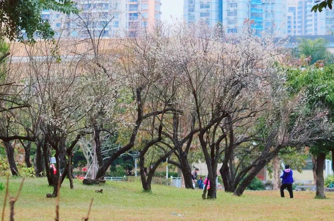 ▲荔枝公园梅花