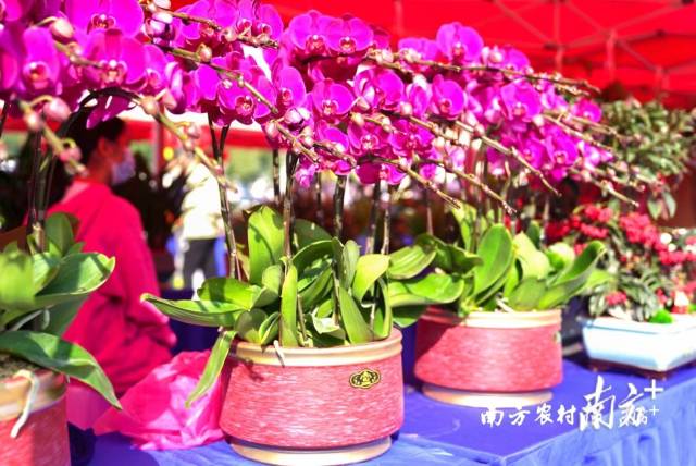 新春花市，怎么少得了兰花？