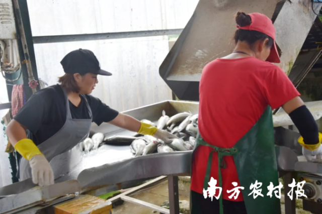 0  南方農(nóng)村報 譚家富 拍攝