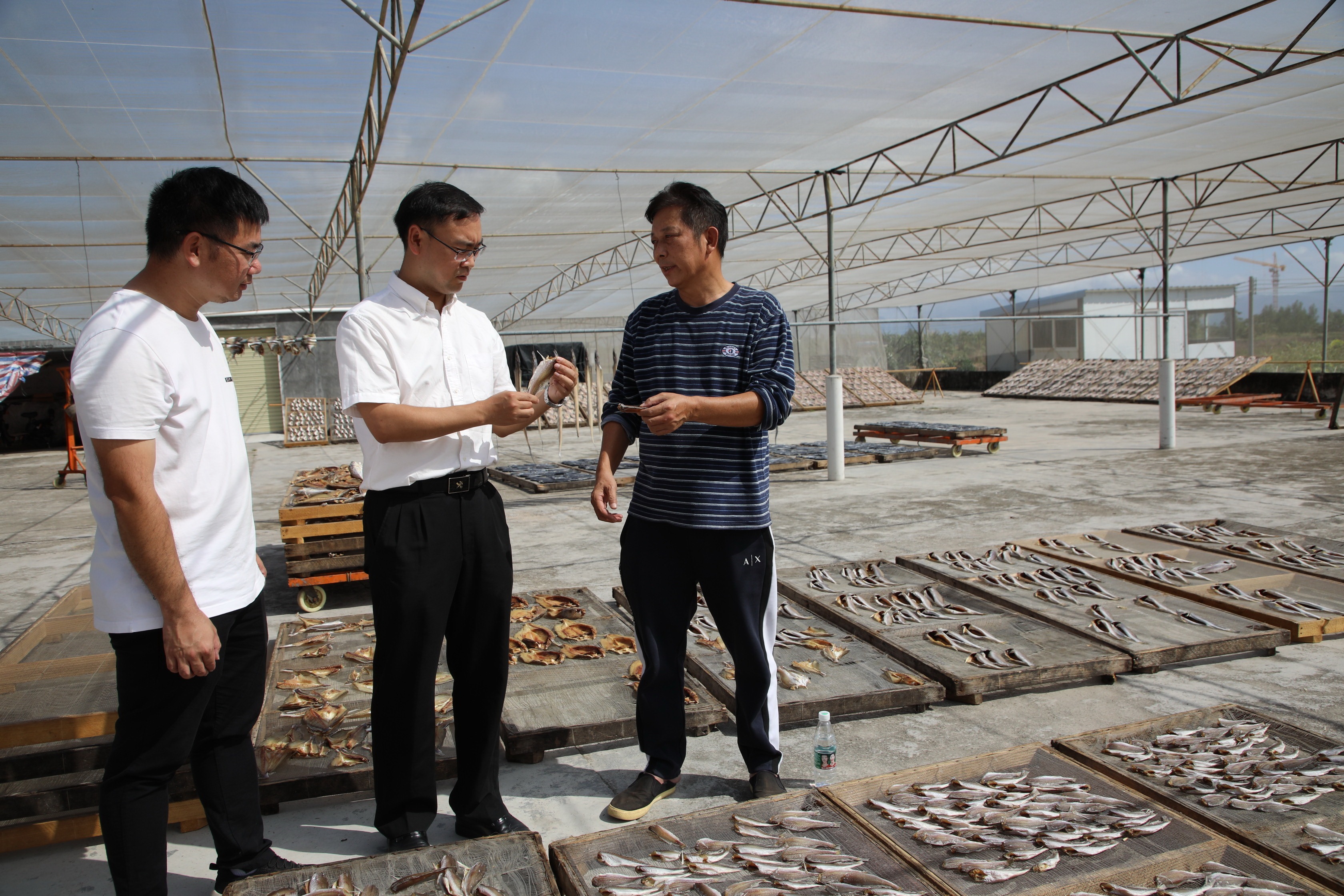 驻村“第一书记”张春晓（中）打通鲲鹏村特色咸鱼产业线上销售渠道。