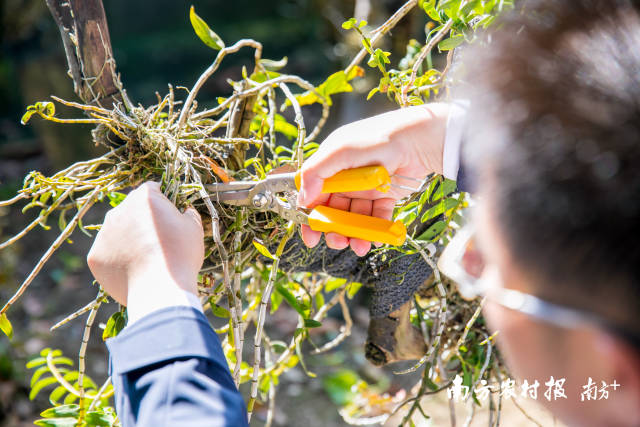 蔡宏浩在采摘石斛。南方农村报 吴秒衡 拍摄
