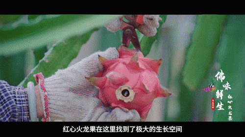 南方+ 陈禧彤 制图