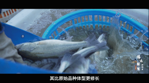 南方+ 陈禧彤 制图