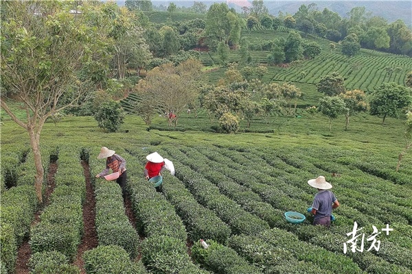博罗县柏塘镇的茶农在采茶。南方日报记者 梁维春