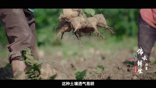 南方+ 陈禧彤 制图