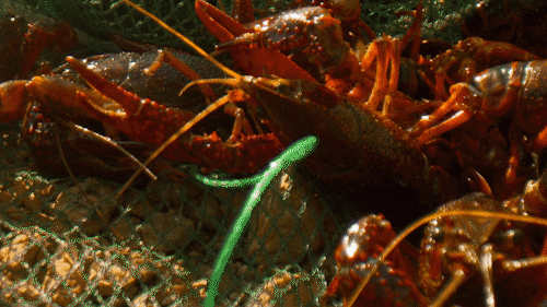 南方+ 陈禧彤 制图