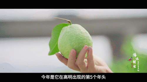 南方+ 陈禧彤 制图