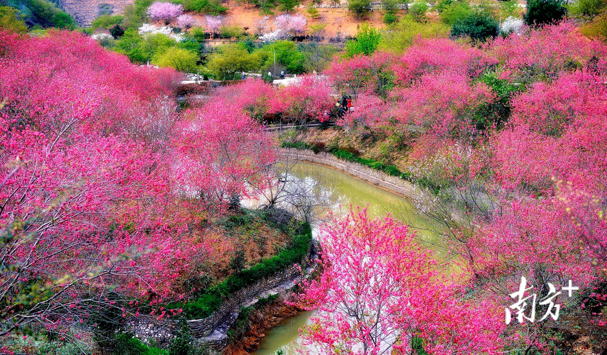 樱花峪往年美景。张仕荣 摄