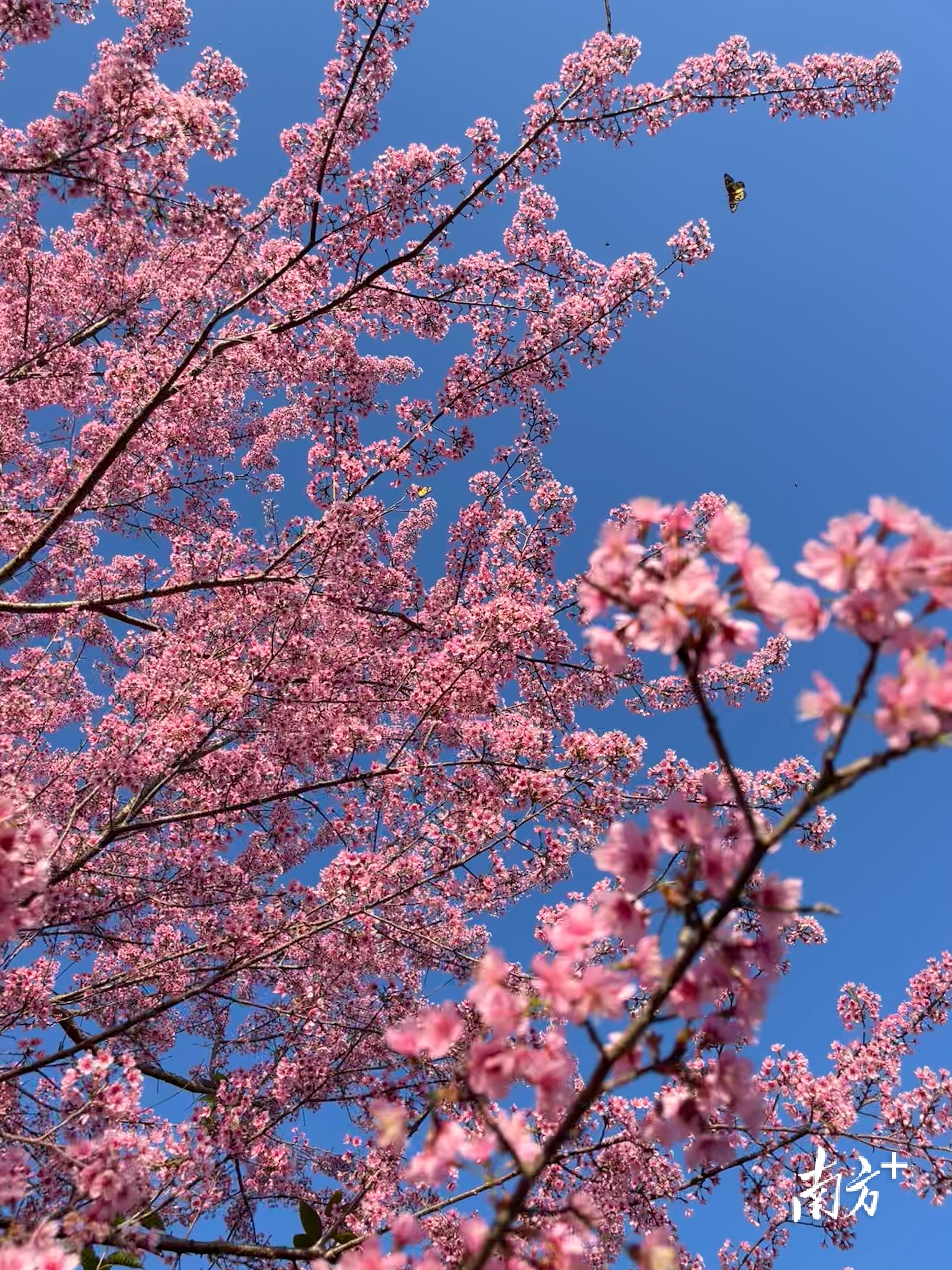 新丰丰盛茶场的樱花迎冬怒放，美不胜收。官文洁 摄