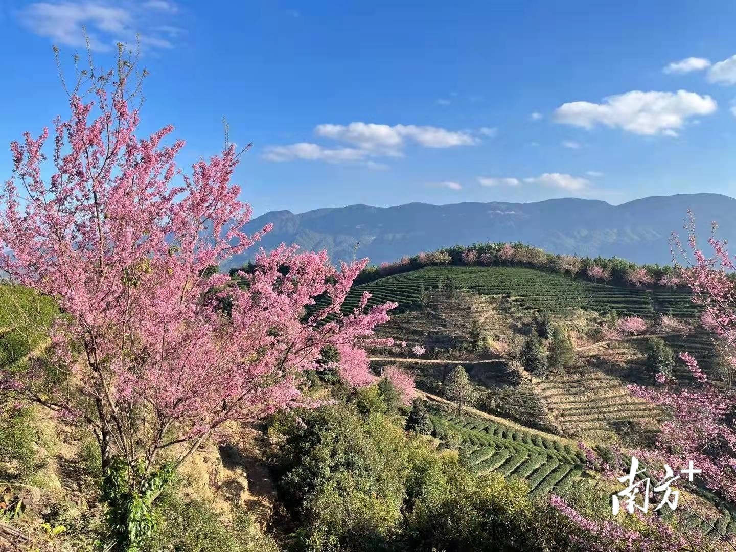 樱花与茶园交相辉映，为萧瑟冬日增添不一样的色彩。官文洁 摄