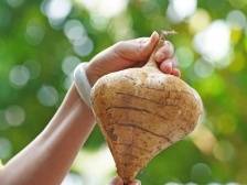 沙葛：食可沁心脾，味可道家乡｜佛味鲜生