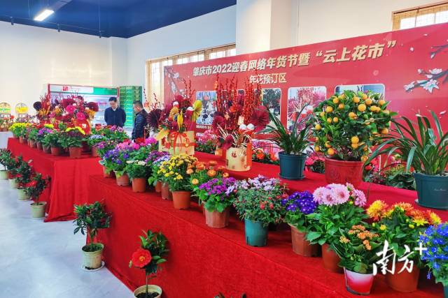年花專區(qū)春意盎然 