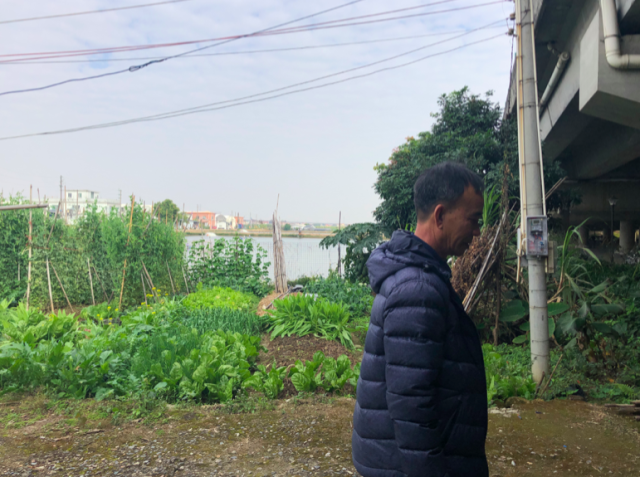 马志森的菜地面积不大，但种类丰富