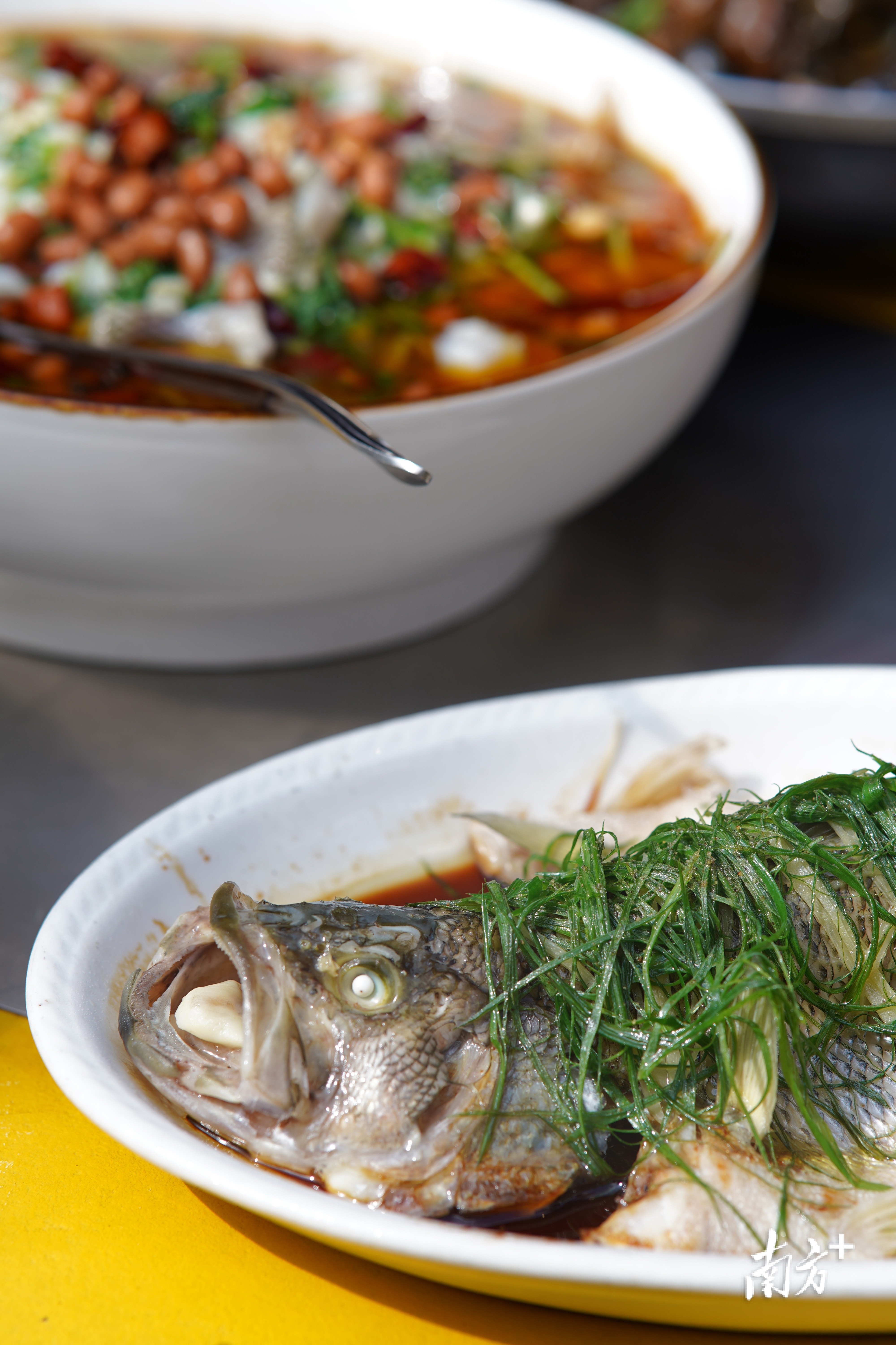 清蒸加州鲈。戴嘉信摄 