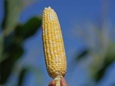 水果玉米：咬一口爆浆，留半天清甜｜佛味鲜生