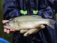 加州鲈：山灵水秀地，鲜香嫩滑味｜佛味鲜生