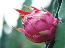 红心火龙果：看似温度爆表，吃来甜度超标｜佛味鲜生