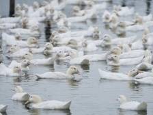 白鸭：百般风味，皆得人心｜佛味鲜生