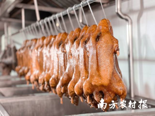 南方农村报 谢伙荣 拍摄