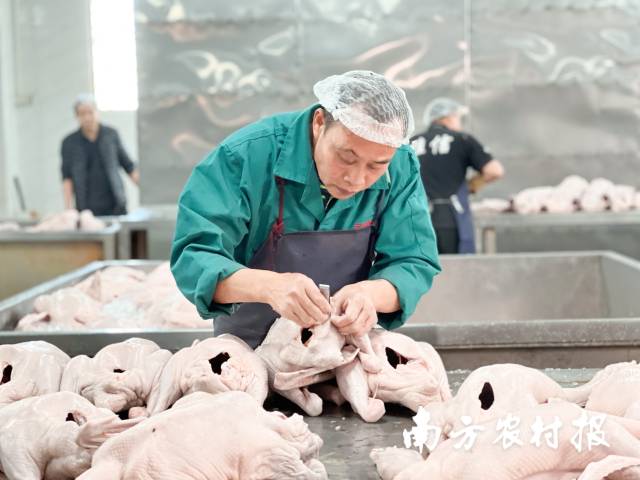 南方农村报 谢伙荣 拍摄