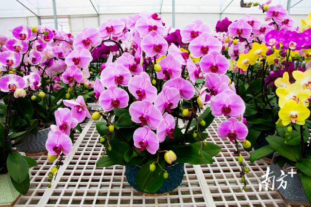 待售蝴蝶兰。