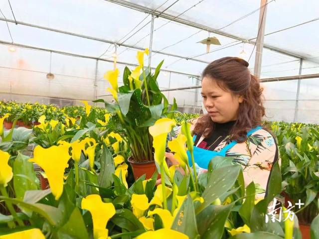 绿宝轩公司生产的马蹄莲。